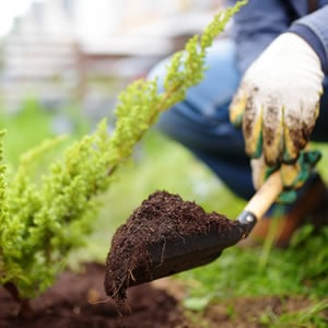 How to prepare your garden for winter 